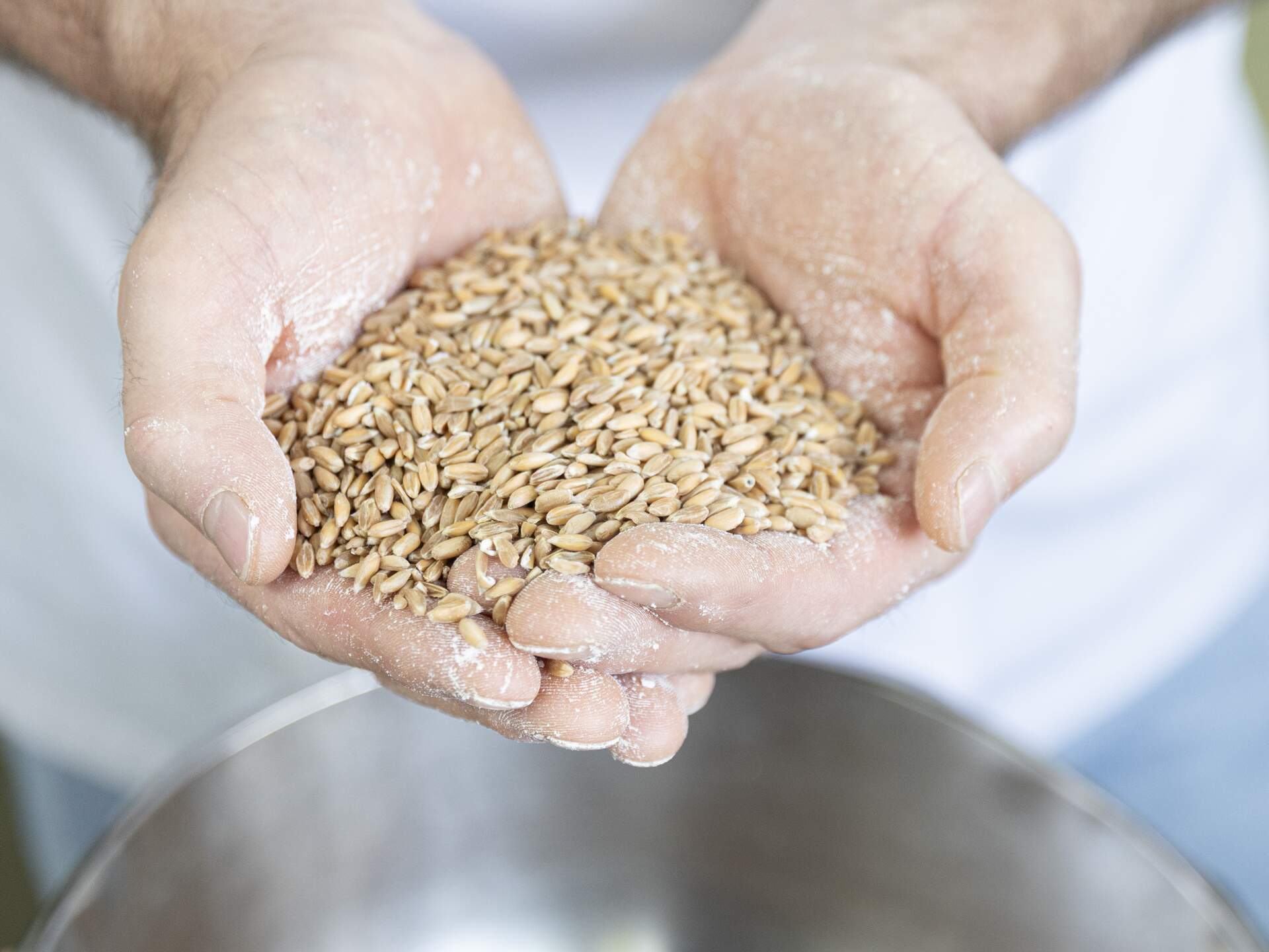 © Christian Forcher A handful of ancient emmer wheat | © Christian Forcher