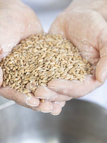 © Christian Forcher A handful of ancient emmer wheat | © Christian Forcher